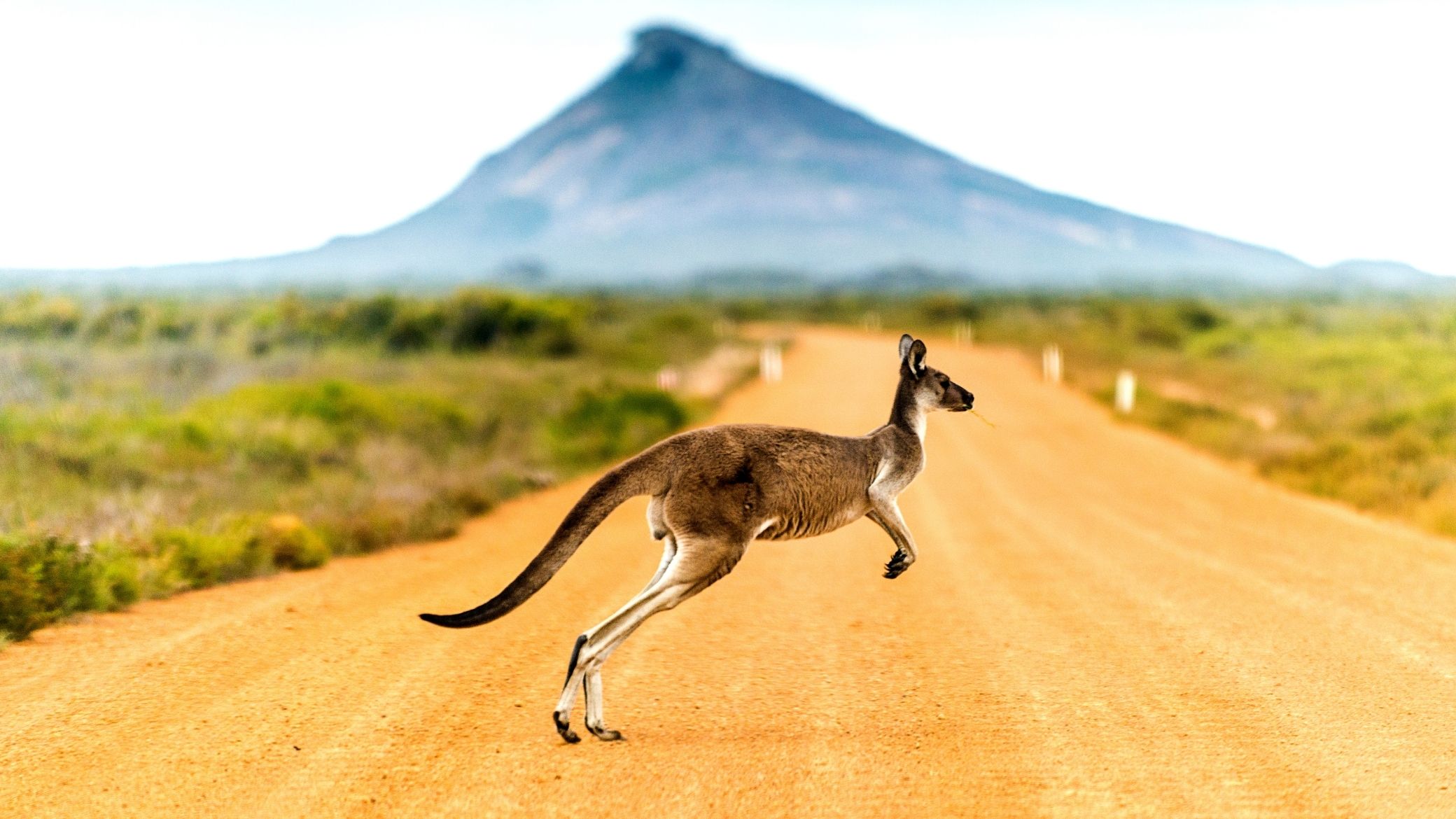 Kangourou en Australie - PVT Working Holiday Visa